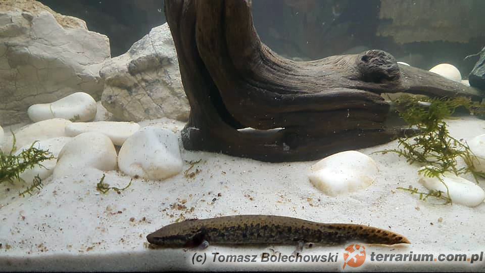Necturus maculosus – odmieniec amerykański – Akwarium