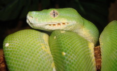 Morelia viridis – pyton zielony