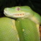 Morelia viridis – pyton zielony