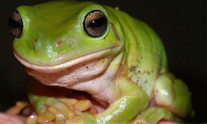 Litoria caerulea – rzekotka australijska