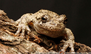 Hyla versicolor – rzekotka szara