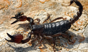 Scorpio maurus fuscus - skorpion