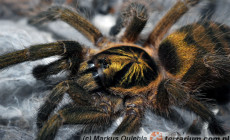 Neoholothele incei – ptasznik