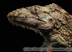 Anolis barbatus – anolis brodaty