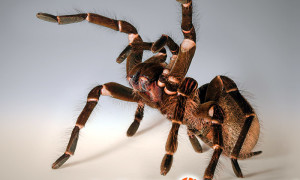 Theraphosa blondi – ptasznik goliat