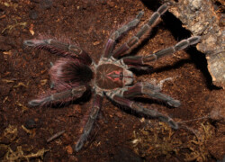 Pamphobeteus nigricolor – ptasznik