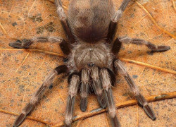 Nhandu spp. – ptaszniki