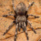 Nhandu spp. – ptaszniki