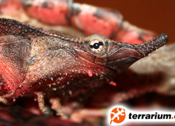 Jaki żółw ma własną przynętę na ryby?