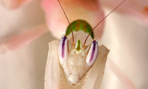 Hymenopus coronatus – modliszka storczykowa*