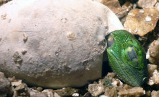 Legwan zielony – iguana iguana – raport rozmnożeniowy