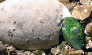 Legwan zielony – iguana iguana – raport rozmnożeniowy
