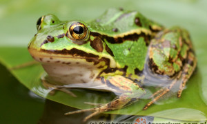 Dlaczego Pelophylax kl. esculentus (Rana esculenta complex) ?