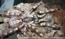 Poecilotheria formosa – ptasznik