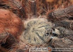 Tapinauchenius gigas – ptasznik