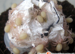 Psalmopoeus reduncus – raport rozmnożeniowy 2