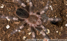 Nhandu coloratovillosus – ptasznik