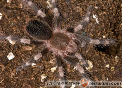 Nhandu coloratovillosus – ptasznik