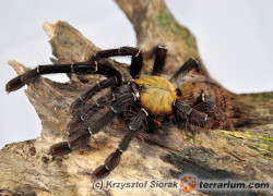 Omothymus schioedtei – ptasznik