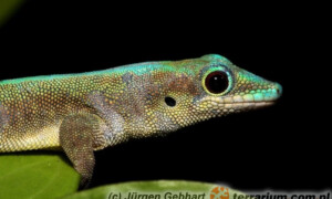 Phelsuma robertmertensi