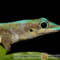 Phelsuma robertmertensi