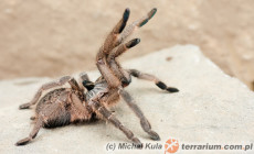 Ceratogyrus spp. – ptaszniki