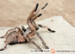 Ceratogyrus spp. – ptaszniki