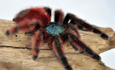 Avicularia versicolor – ptasznik wielobarwny
