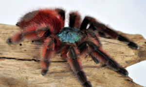 Avicularia versicolor – ptasznik wielobarwny