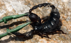 Wady i zalety zakupu skorpionów z odłowu
