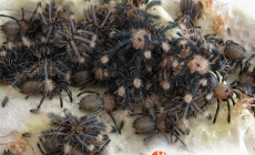 Psalmopoeus irminia – raport rozmnożeniowy