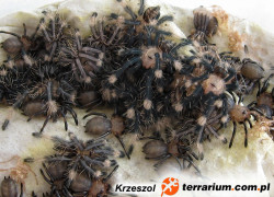 Psalmopoeus irminia – raport rozmnożeniowy