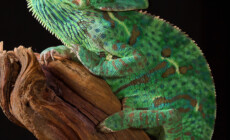 Kameleon jemeński – pytania