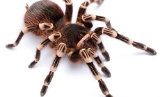 Acanthoscurria geniculata – ptasznik białokolanowy