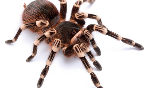 Acanthoscurria geniculata – ptasznik białokolanowy