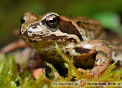 Rana temporaria – żaba trawna