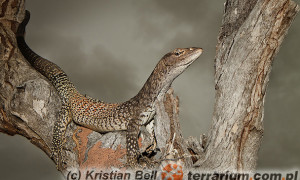 Varanus tristis