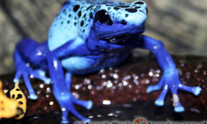 Dendrobates tinctorius 'Azureus’ – drzewołaz niebieski