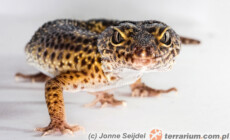 Temperaturowa determinacja płci gadów (TSD)