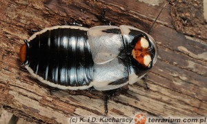 Lucihormetica subcincta – karaczan świetlikowy*