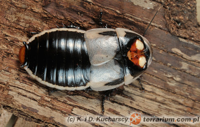 Samiec - Lucihormetica subcincta - karaczan świetlikowy*