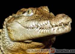 Caiman crocodilus – kajman okularowy