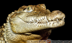 Caiman crocodilus – kajman okularowy