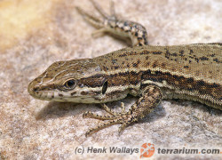 Lacertilia – jaszczurki