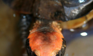 Platemys platycephala – chów i hodowla