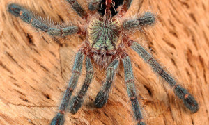 Avicularia spp.