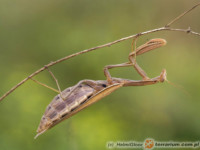 Mantis religiosa – modliszka zwyczajna