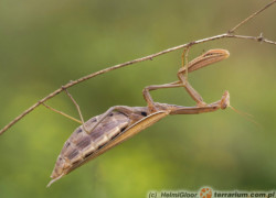Mantis religiosa – modliszka zwyczajna
