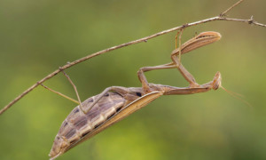 Mantis religiosa – modliszka zwyczajna