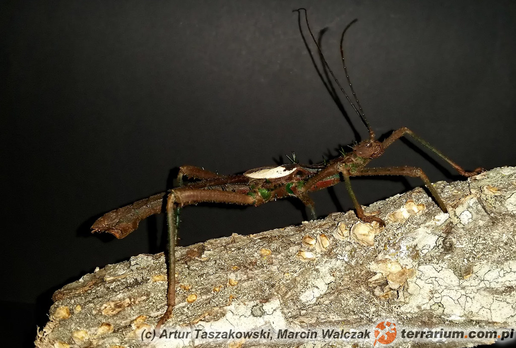 Haaniella saussurei – samiec